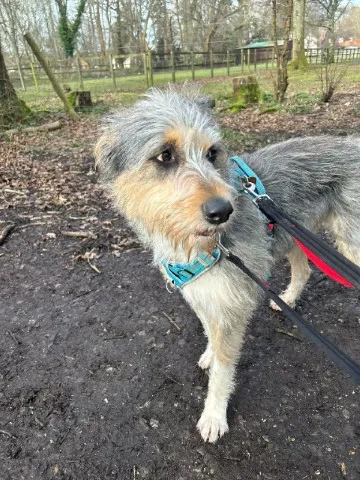 A picture of our second rescue dog, Bella
