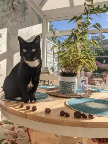 A picture of our tuxedo cat, Diesel, sitting on a table in our conservatory