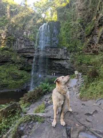 A picture of our dog, Lili, standing in front of a waterfall